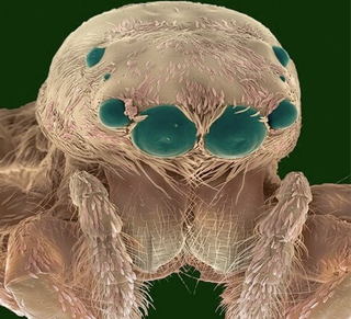 Illustration for article titled The Tongue Of The Dung Fly Speaks Volumes